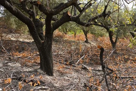 Pruning fruit trees in the garden. 스톡 사진