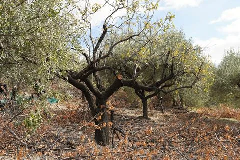Pruning fruit trees in the garden. 스톡 사진
