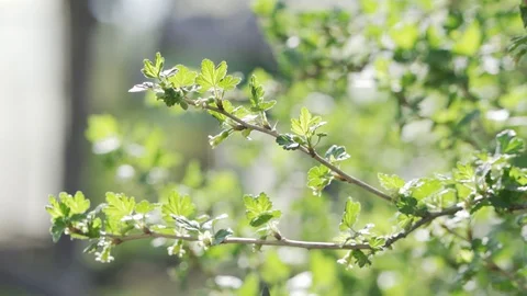 Pruning fruit trees with garden secateurs in spring garden Stock Footage 130165297