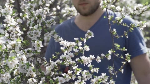 Pruning fruit trees with garden secateurs in spring garden Stock Footage 130494895