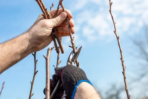 Pruning fruit trees in the garden in spring. The gardener cuts off the ends.. Stock Photos