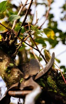 Pruning of fruit trees Stock-Fotos