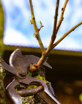 Pruning of fruit trees Stock Photos