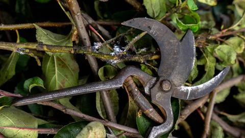 Pruning of fruit trees Stock Photos