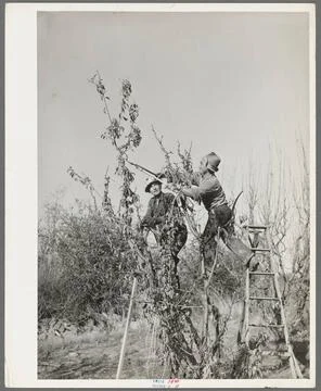 Pruning fruit trees. Placer County, California 1940. still image. Photogra... Stock Photos