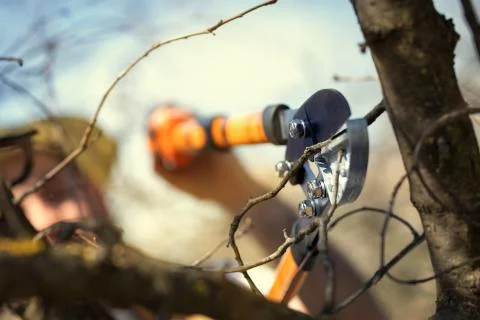 Pruning fruit trees by pruning shears Stock Photos