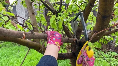 Pruning fruit trees in the spring in the apple orchard. Stock Footage 241164053