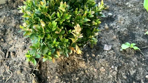 Pruning the garden in early spring. Stock Footage 190986179