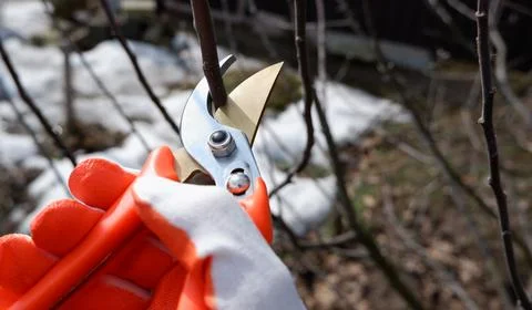 Pruning the garden in early spring. A hand in a working glove with a pruner.. Stock Photos