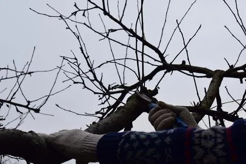 Pruning the garden in early spring. Stock Photos