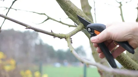 Pruning in the garden 스톡 동영상 82745750