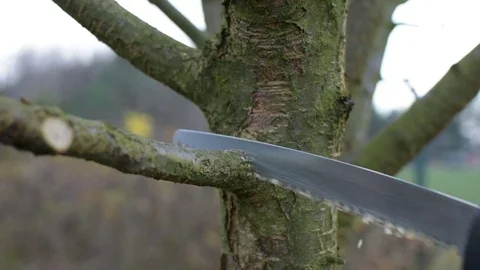 Pruning in the garden 스톡 동영상 82745824