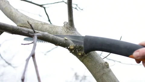 Pruning in the garden 스톡 동영상 82745862