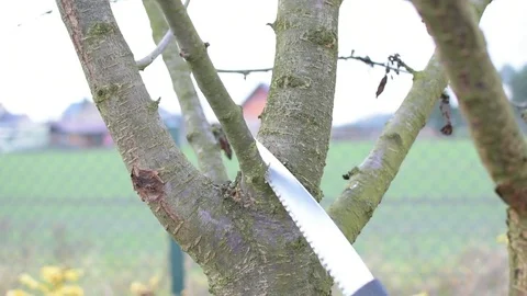 Pruning in the garden 스톡 동영상 82745883
