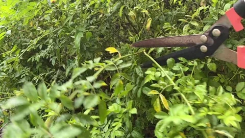 Pruning a garden shrub with pruning shears. Stock Footage 345071384