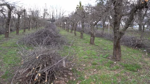 Pruning the garden in spring. The cut branches of the tree lie on the ground 스톡 동영상 329173554