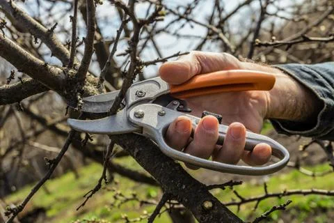 Pruning garden trees with scissors. Shears in arm. Stock Photos