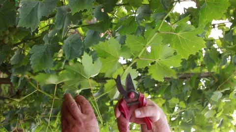 Pruning grape leaves. Worker's hands with secateurs. Growing grapes and care. 스톡 동영상 201412338