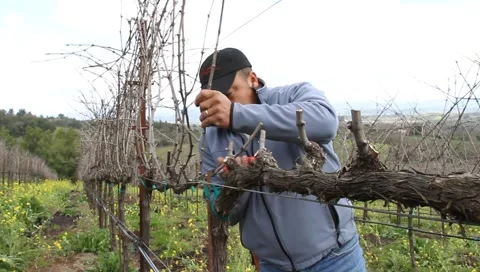 Pruning Grape Vines Stock Footage 1808390