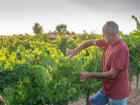 Pruning grape in a vineyard selective focus on the scissors. Concept agricult 写真素材