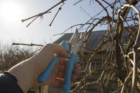 Pruning grapes branch of grapes Stock Photos