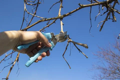Pruning grapes branch of grapes Stock Photos