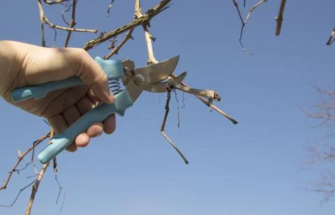 Pruning grapes branch of grapes Stock Photos