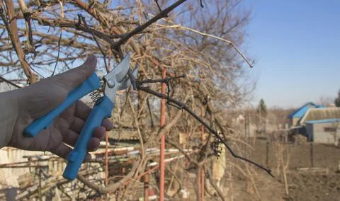 Pruning grapes branch of grapes Stock Photos