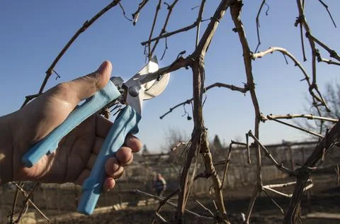 Pruning grapes branch of grapes Stock Photos