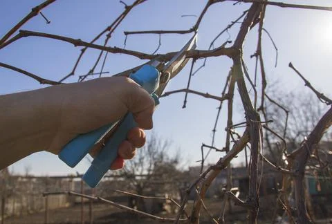 Pruning grapes branch of grapes Stock Photos