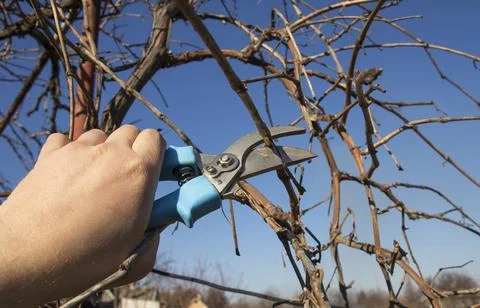 Pruning grapes branch of grapes Stock Photos