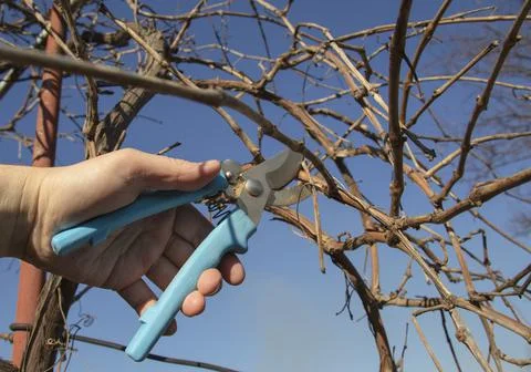 Pruning grapes branch of grapes Stock Photos