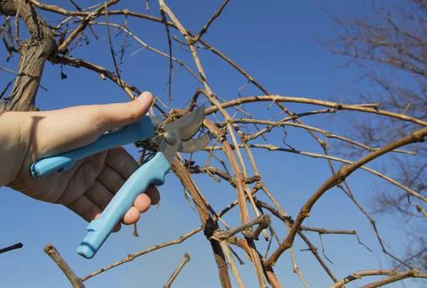 Pruning grapes branch of grapes Stock Photos