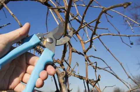 Pruning grapes branch of grapes Stock Photos
