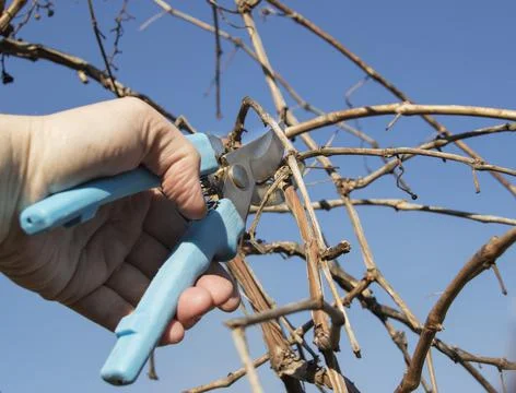 Pruning grapes branch of grapes Stock Photos