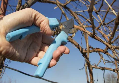 Pruning grapes branch of grapes Stock Photos