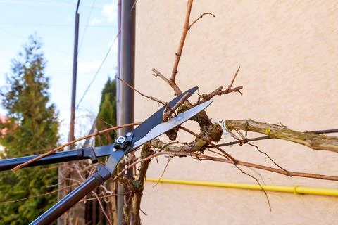 Pruning grapes with garden shears. Formation of a grape bush Stock Photos