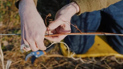 Pruning grapes in late winter or early spring season, close-up shot Stock Footage 87606961