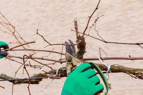 Pruning grapes. Work in the garden in early spring. Stock Photos