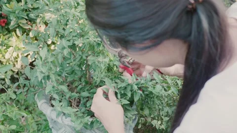 Pruning Green Plants in a Garden Stock Footage 322855726