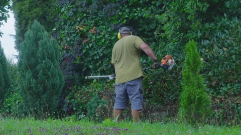 Pruning hedge branches from a thuja plant with a brush cutter. 스톡 동영상 247189439