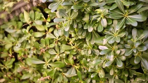 Pruning hedge bush with electric mower Stock Footage 209915362