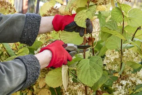 Pruning a hydrangea bush in the garden. Gloved hands and secateurs. Autumn work Stock Photos