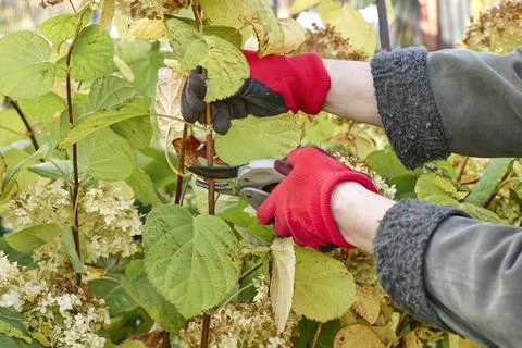Pruning a hydrangea bush in the garden. Gloved hands and secateurs. Autumn work Stock Photos