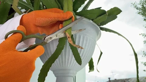 Pruning indoor potted flowers on windowsill. Houseplant care. Stock Footage 155825627
