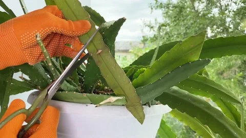 Pruning indoor potted flowers on windowsill. Houseplant care. Stock Footage 155955093