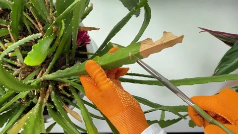 Pruning indoor potted flowers on windowsill. Stock Footage 159652927