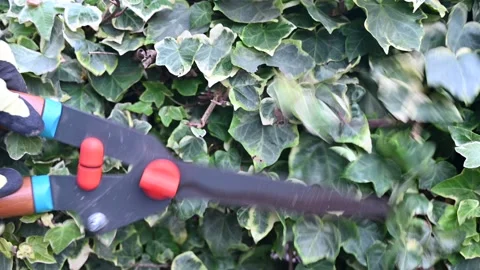 Pruning the ivy Stock Footage 148958452