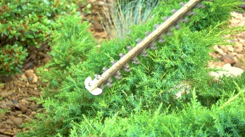 Pruning juniper in the garden. Trimming juniper in the park. Stock Footage 200957341