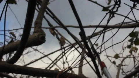 Pruning kiwi trees in december Stock Footage 236941396